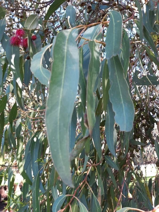 Eucalipto leucoxylon 17