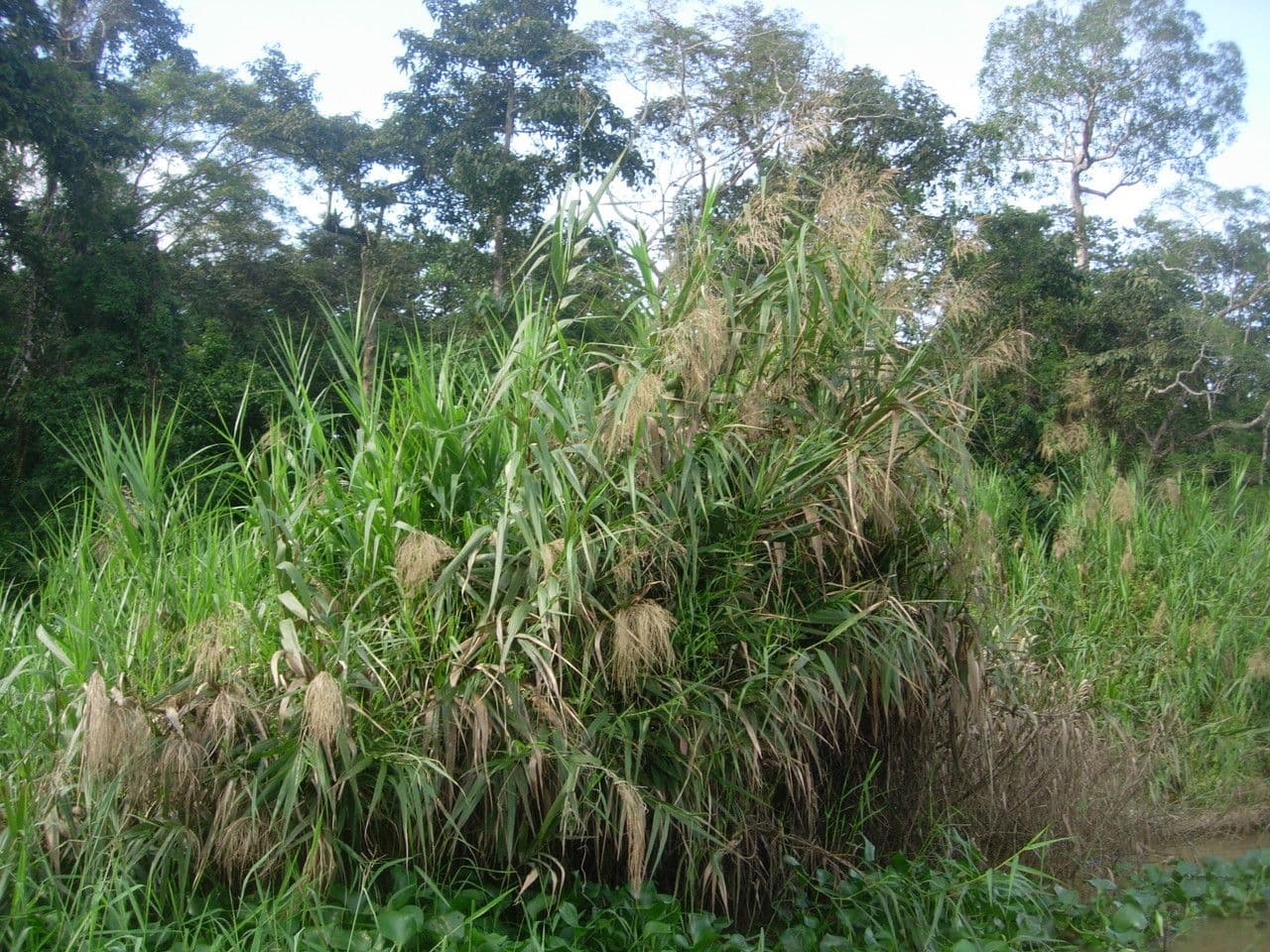 Saccharum 4