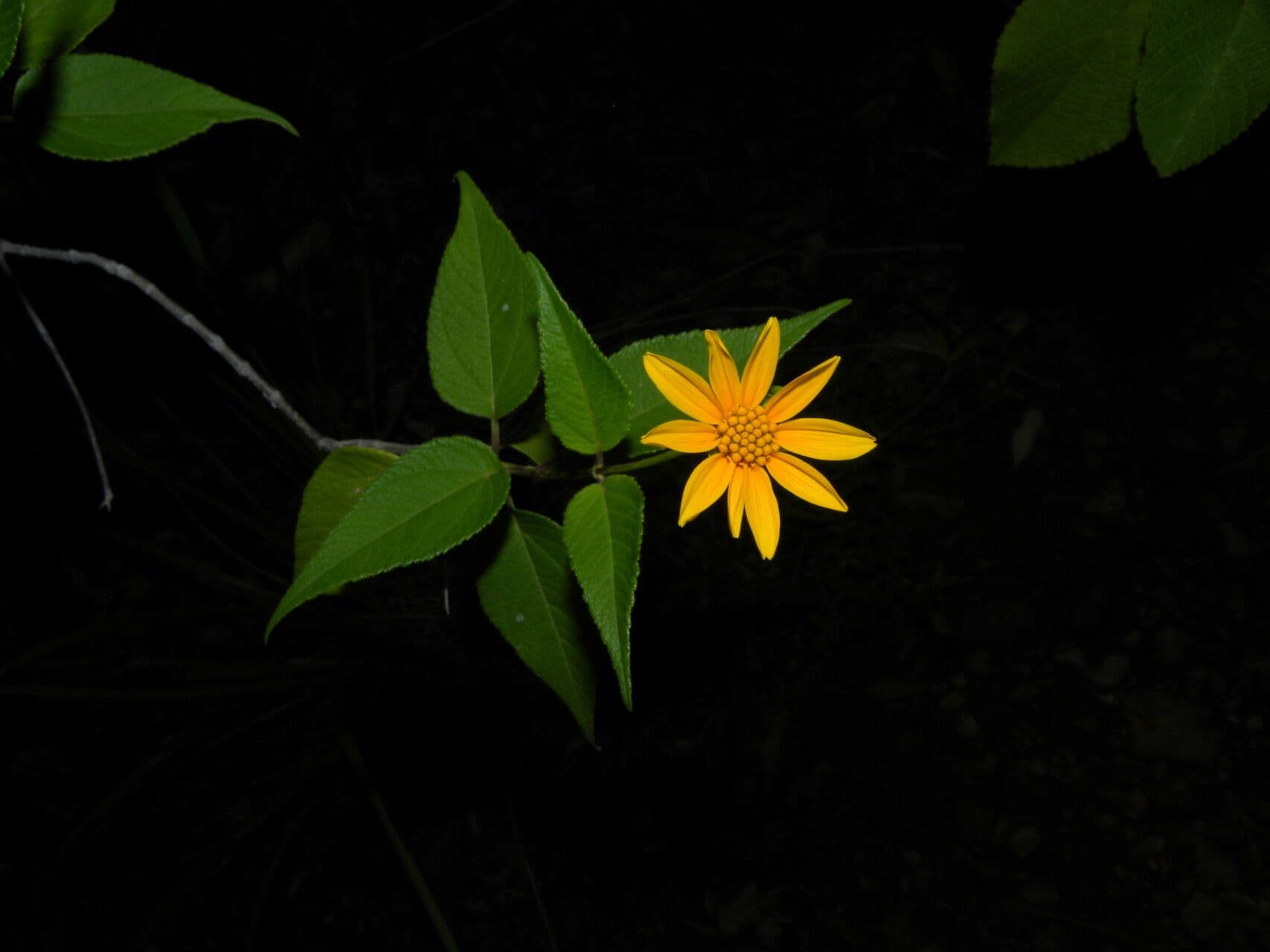 Perymenium
