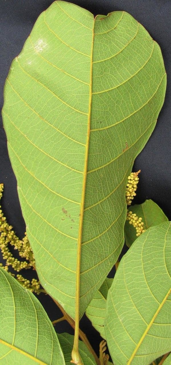 Cupania rossastra 10