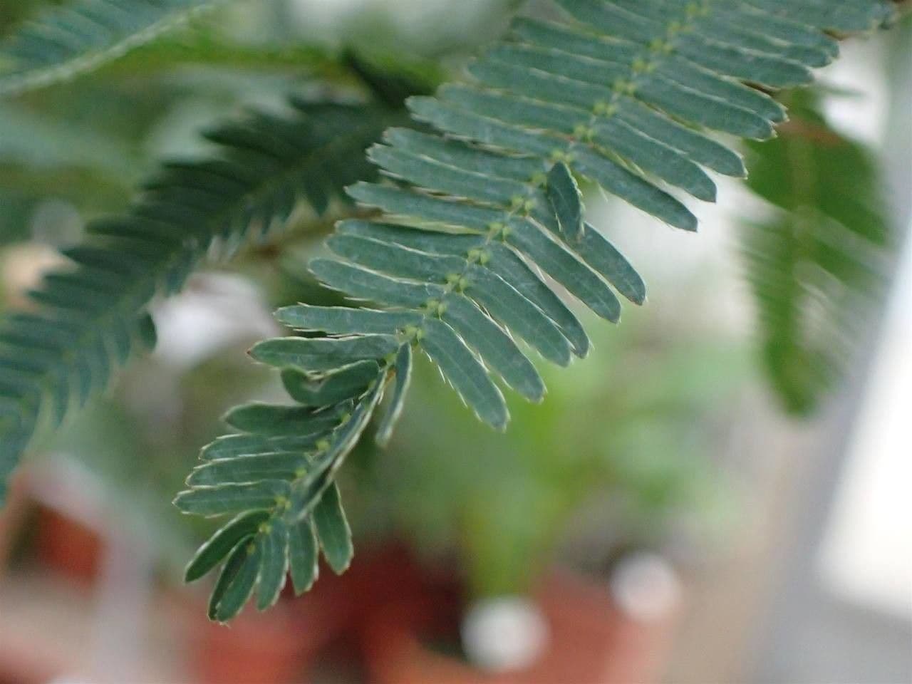 Mimosa 14