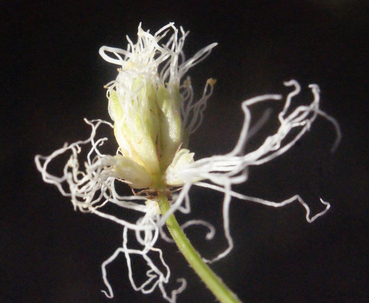Bogen-Desmanthus 7