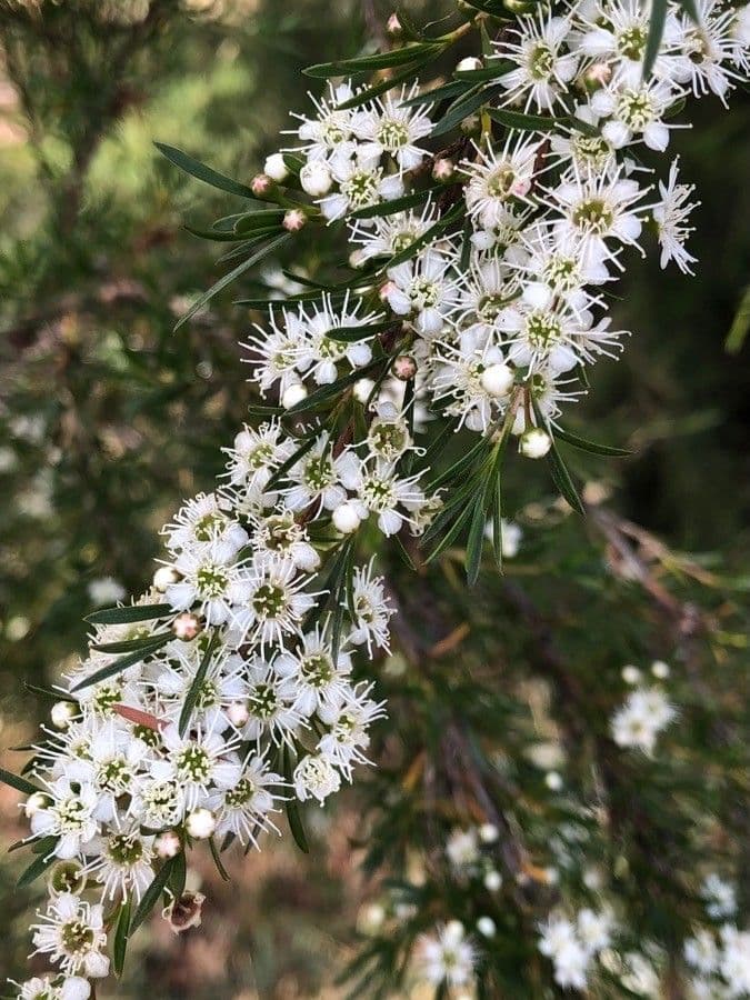 Leptospermo 2