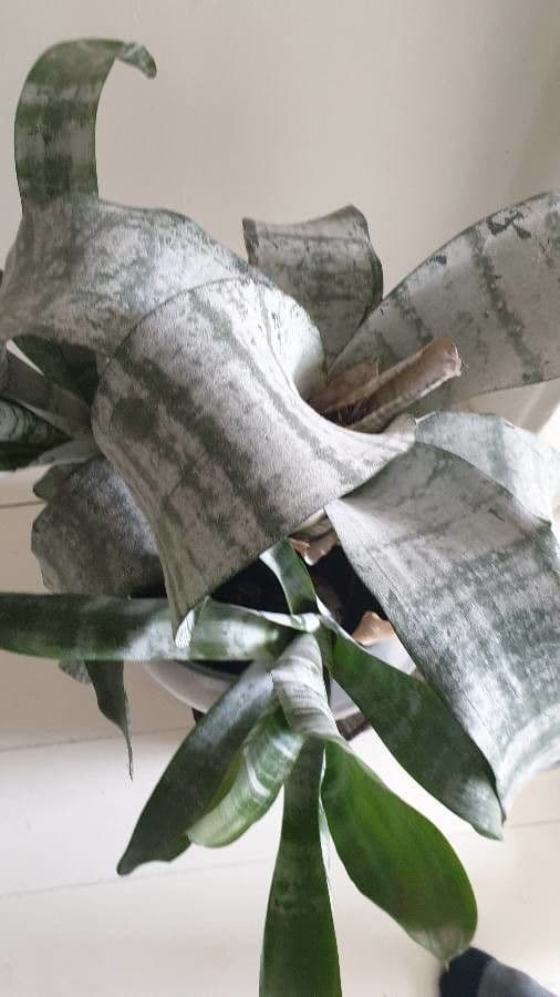 Aechmea 21
