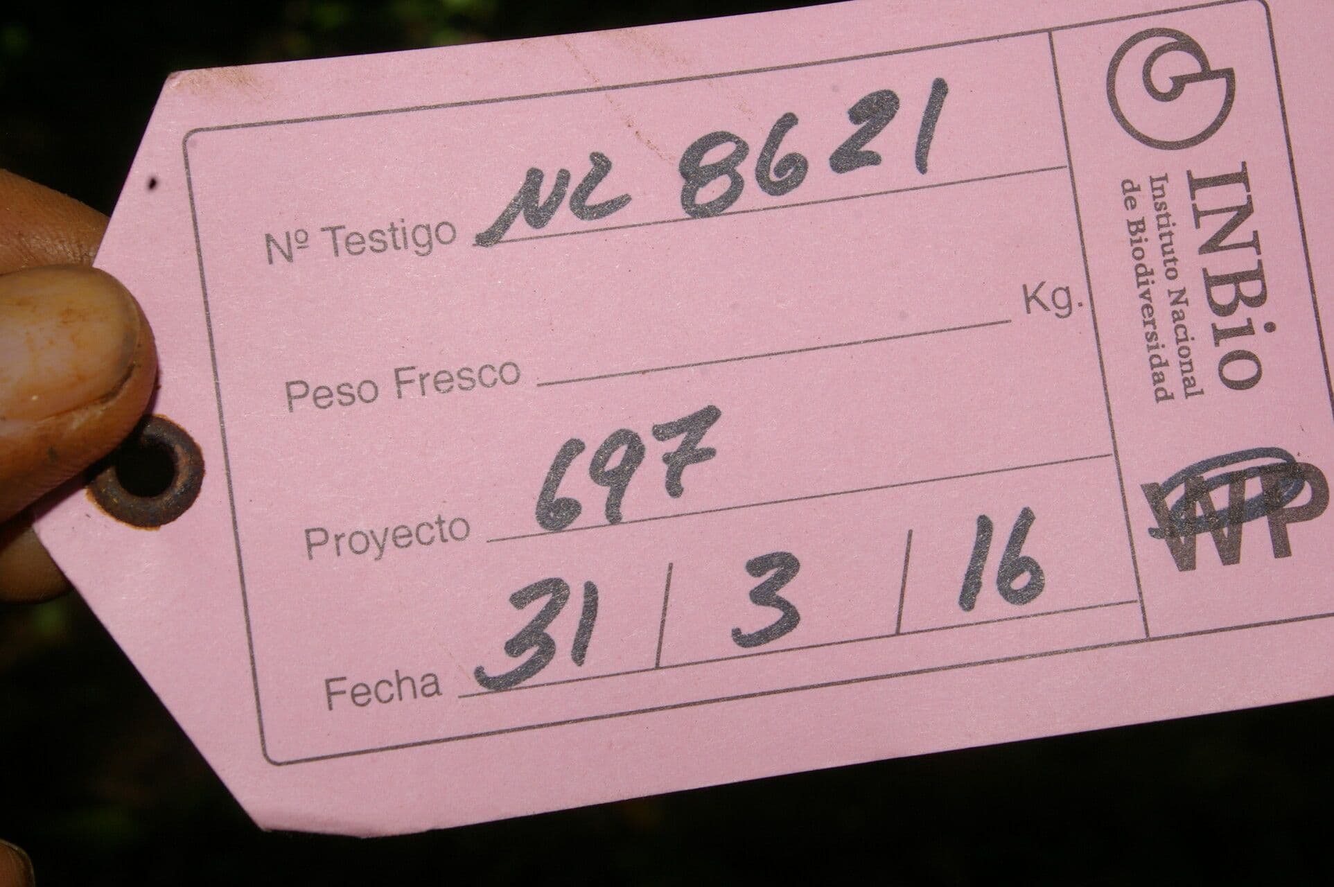 Bacopa salzmannii 17