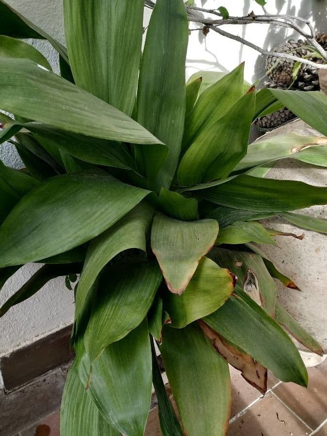 Schusterpalme 7