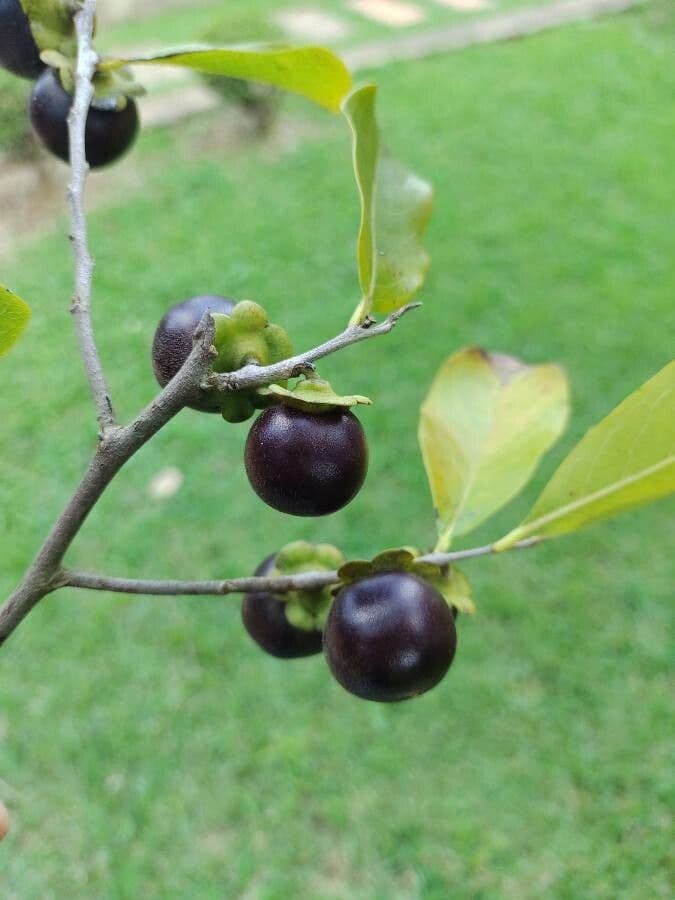 Diospyros 5