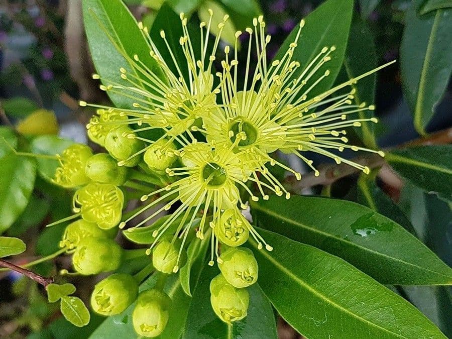 Penda nero 5