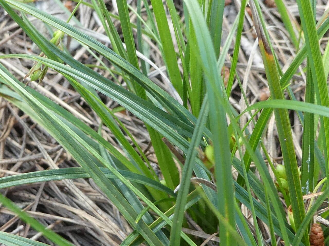Carex distachya 19
