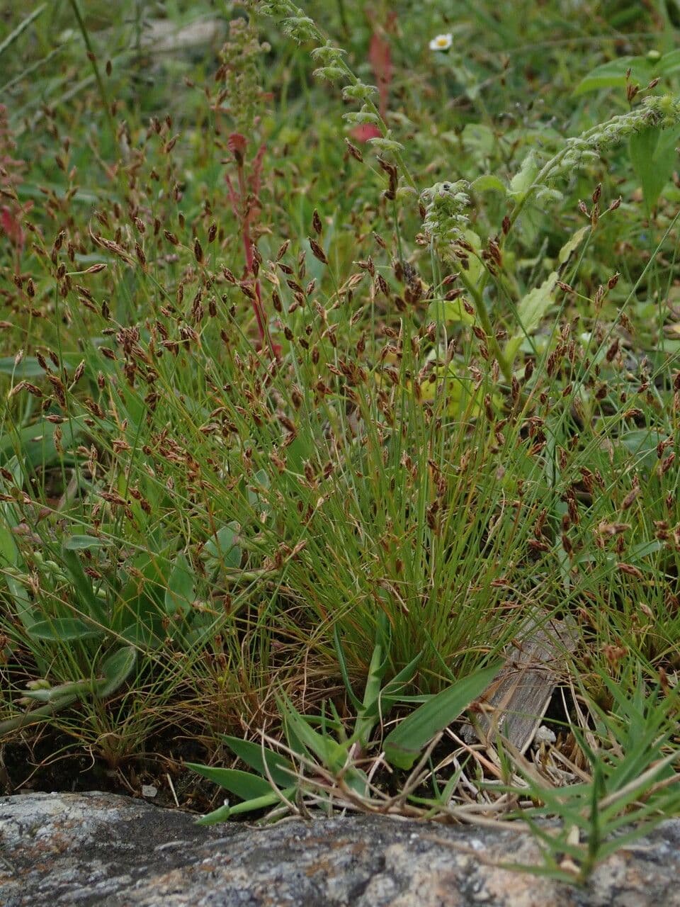 Bulbostylis densa 2