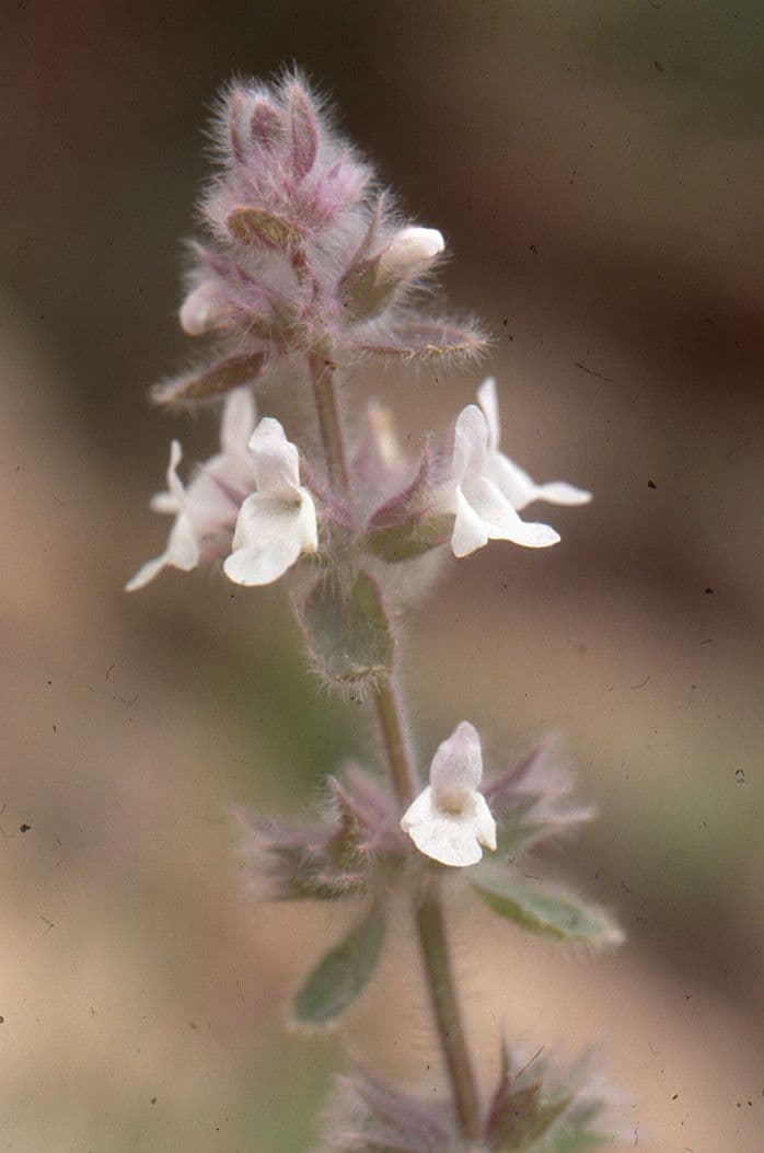 Gryzownik 2