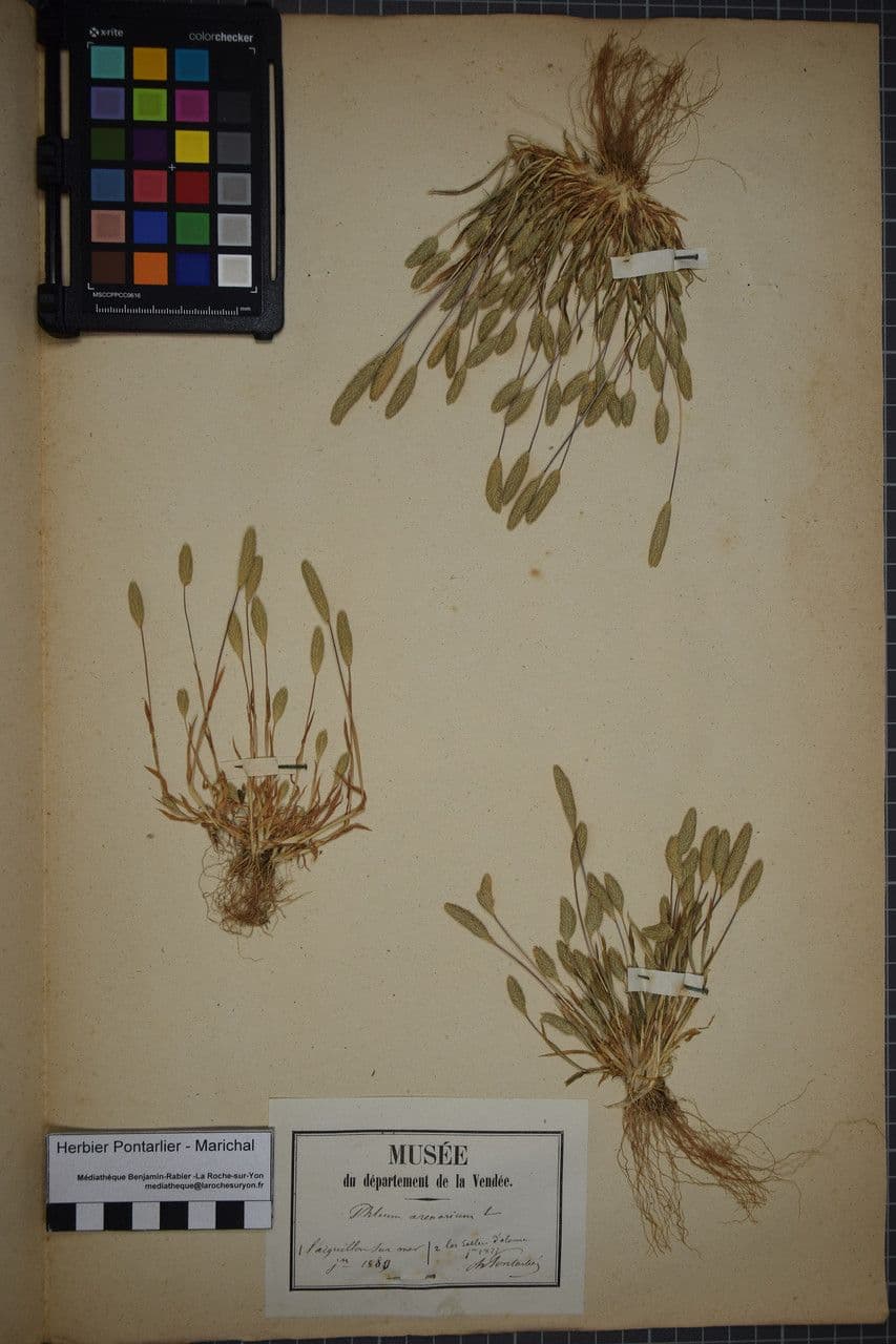 Codolina delle spiagge 23