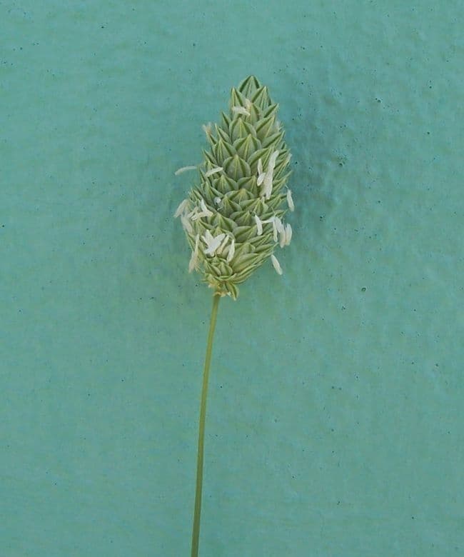 Phalaris 5