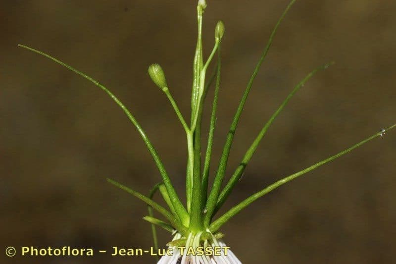 Subularia aquatica