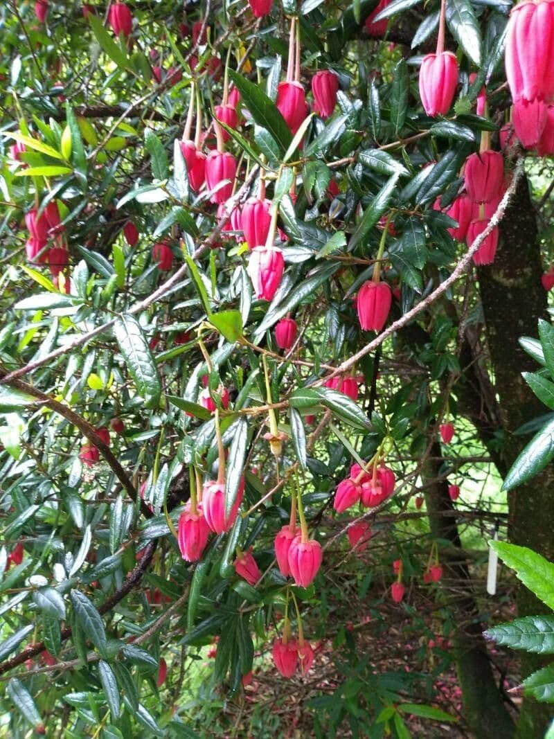 Crinodendron 7