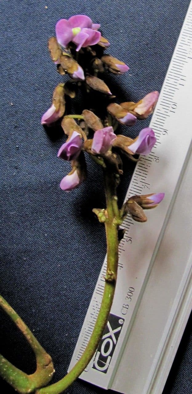 Jicama 25