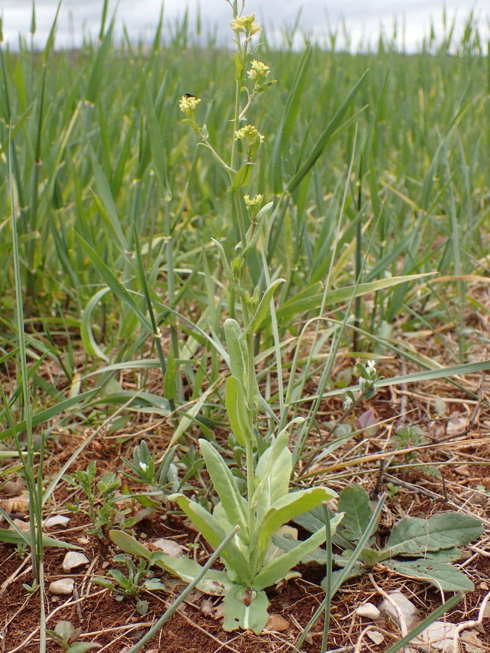 Myagrum perfoliatum 13