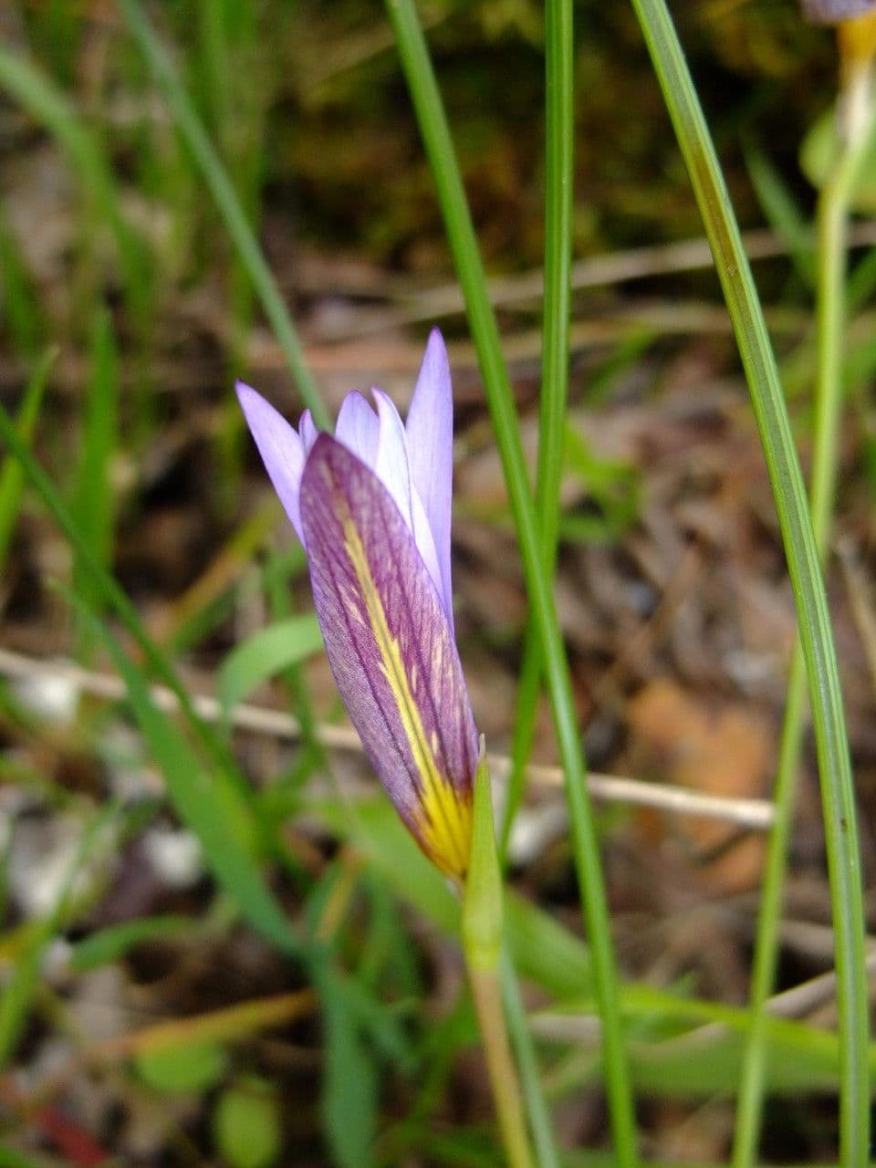Romulea 8