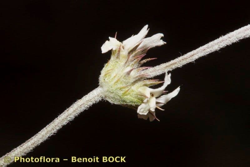 Sideritis