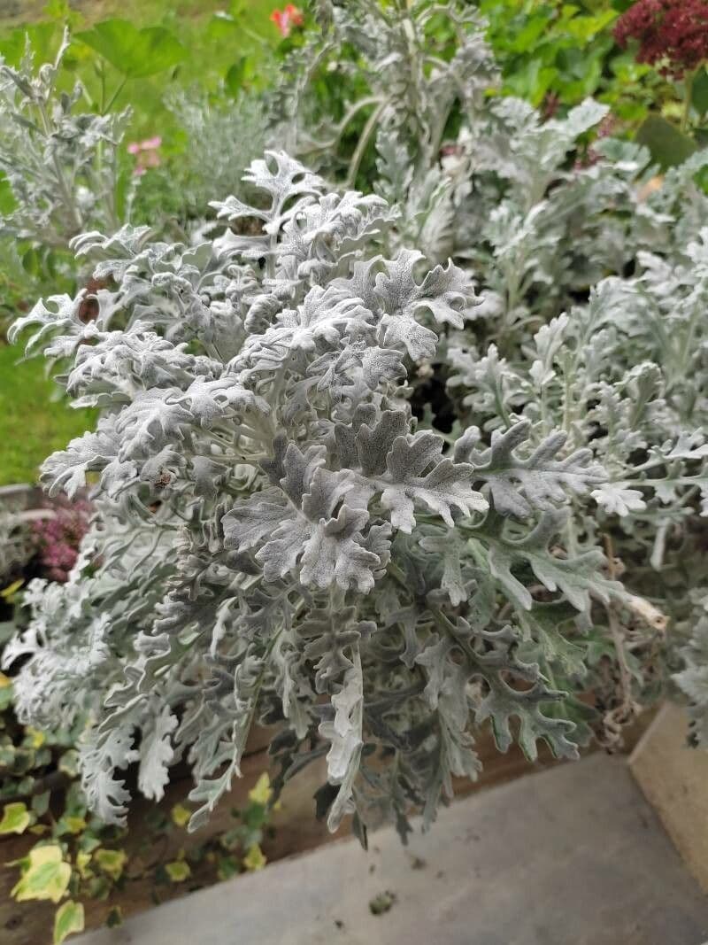 Senecio leucofillo 12