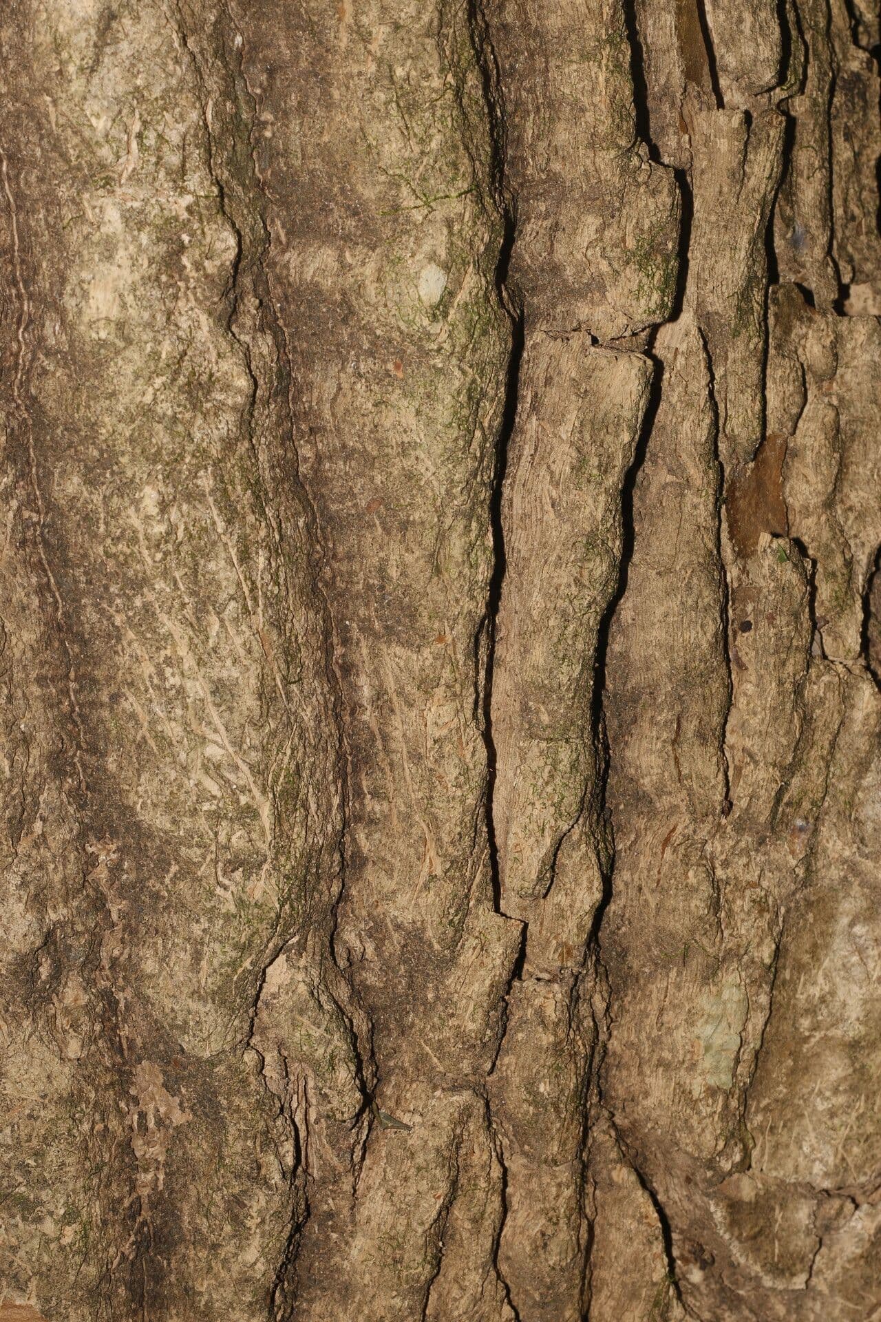 Gyrocarpus 12