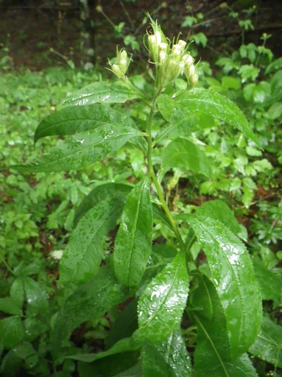 Senecio 14