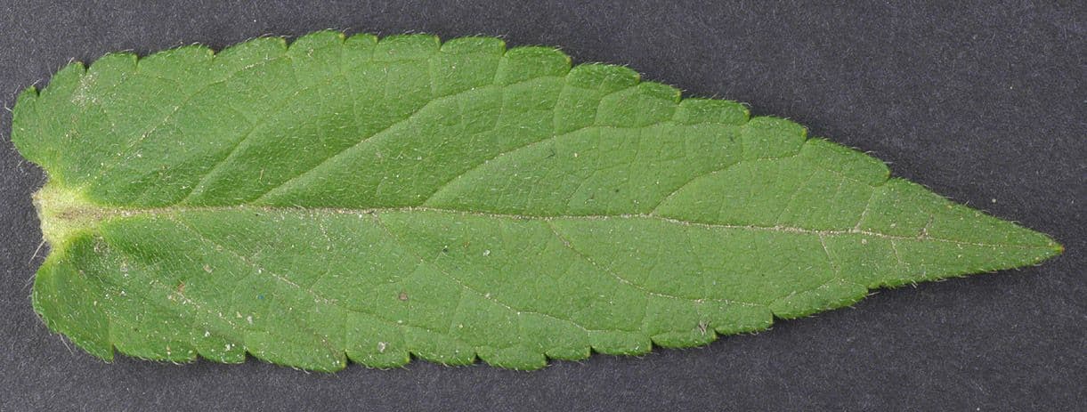 Betonica palustre 26