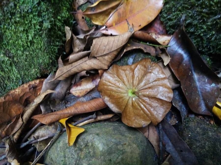 Chaunochiton 2