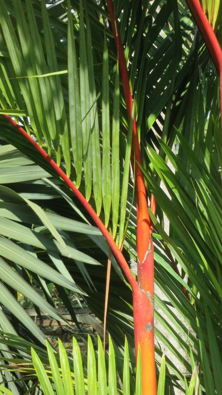 Palma rossetto 23