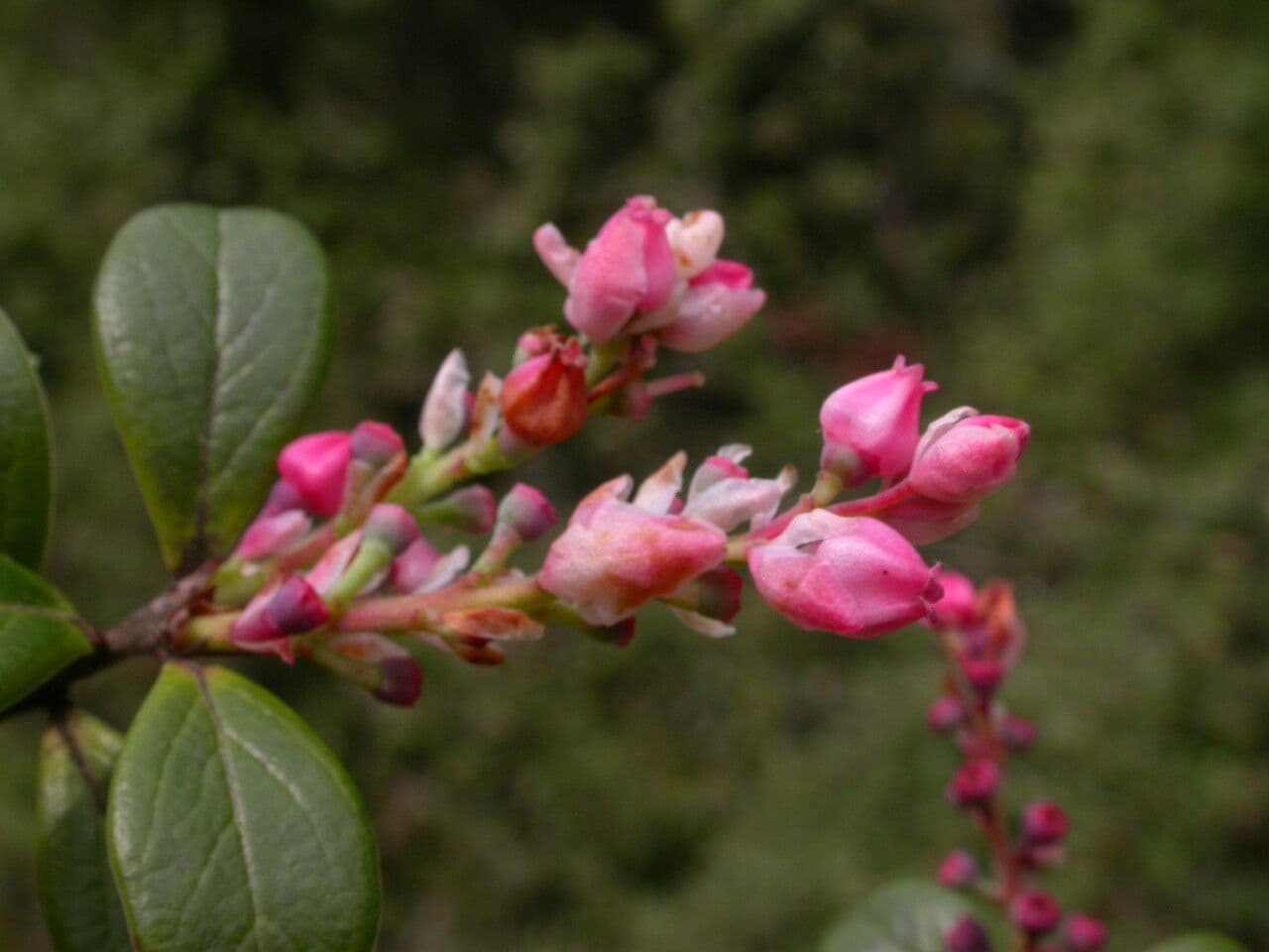 Gaultheria