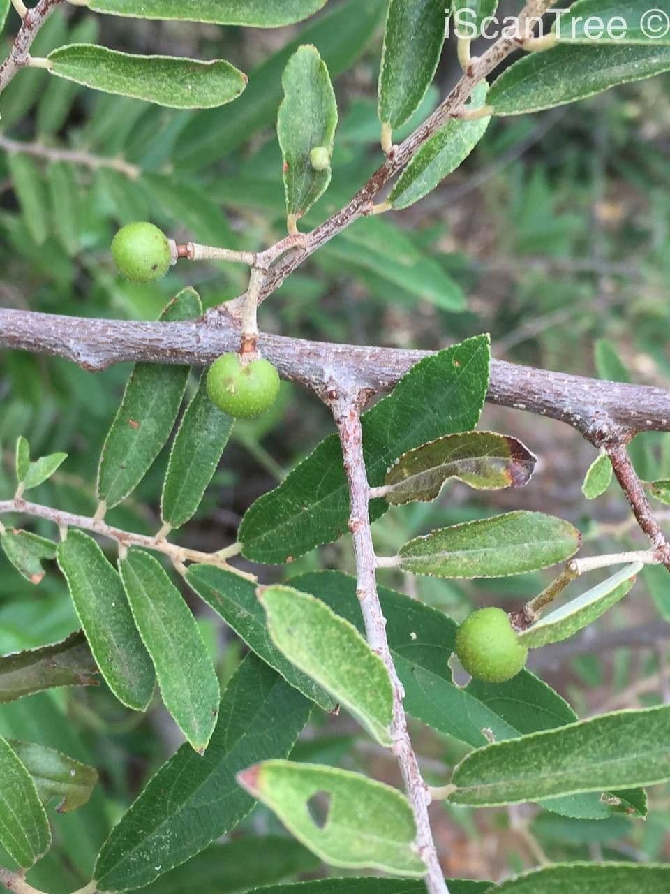 Grewia gialla