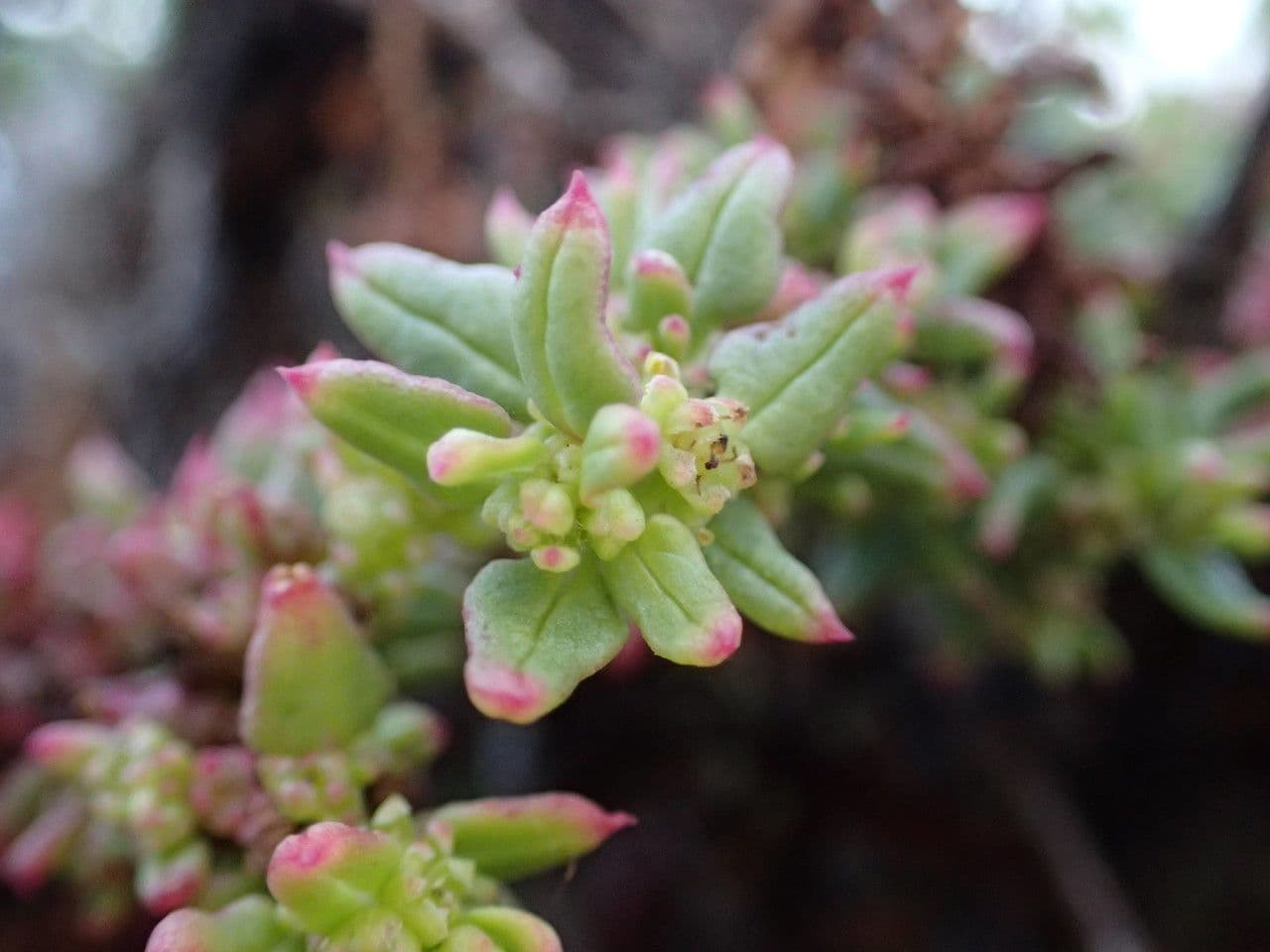 Patellifolia 2