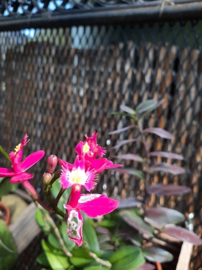 Epidendrum 3