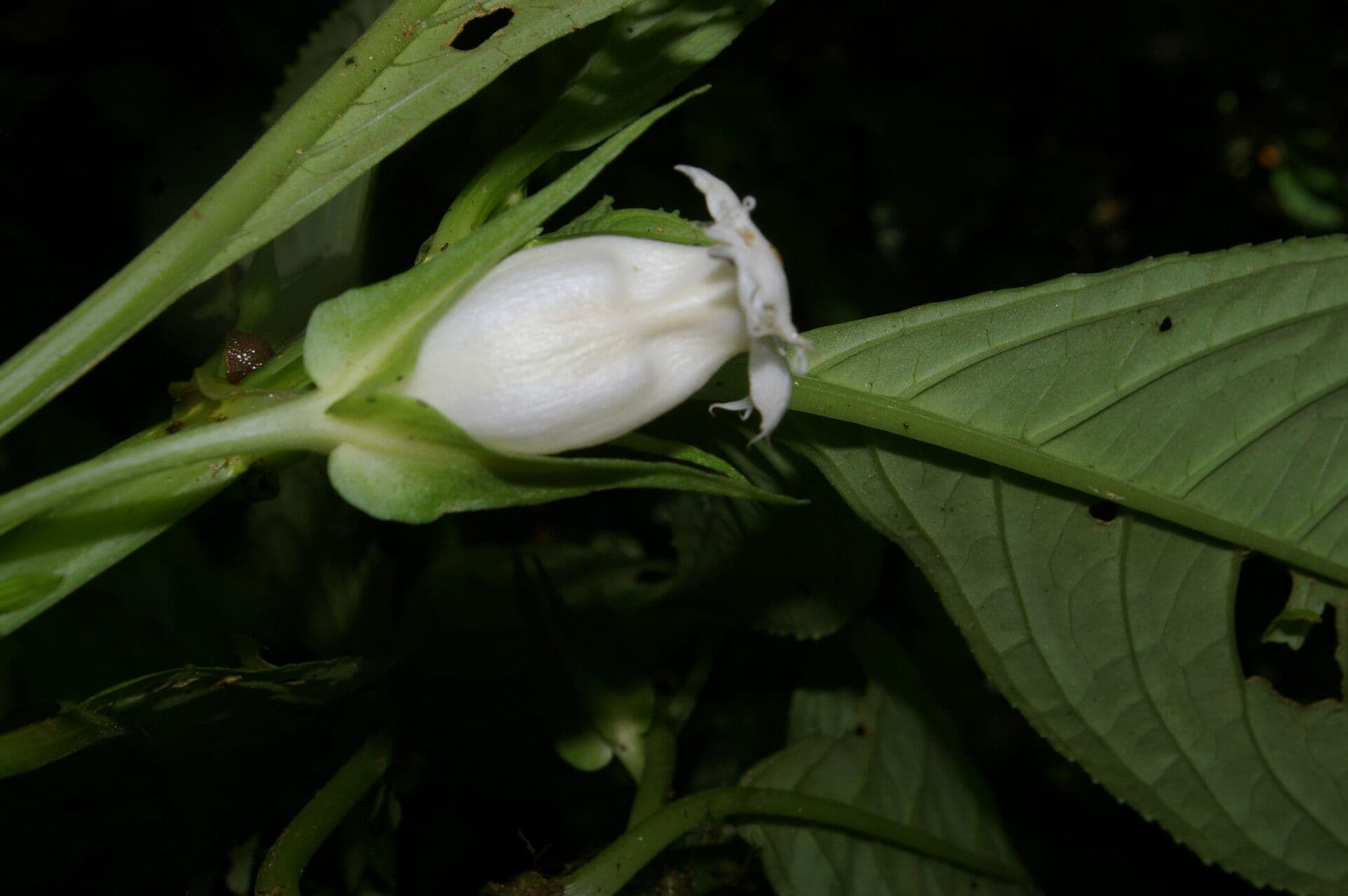 Drymonia 5