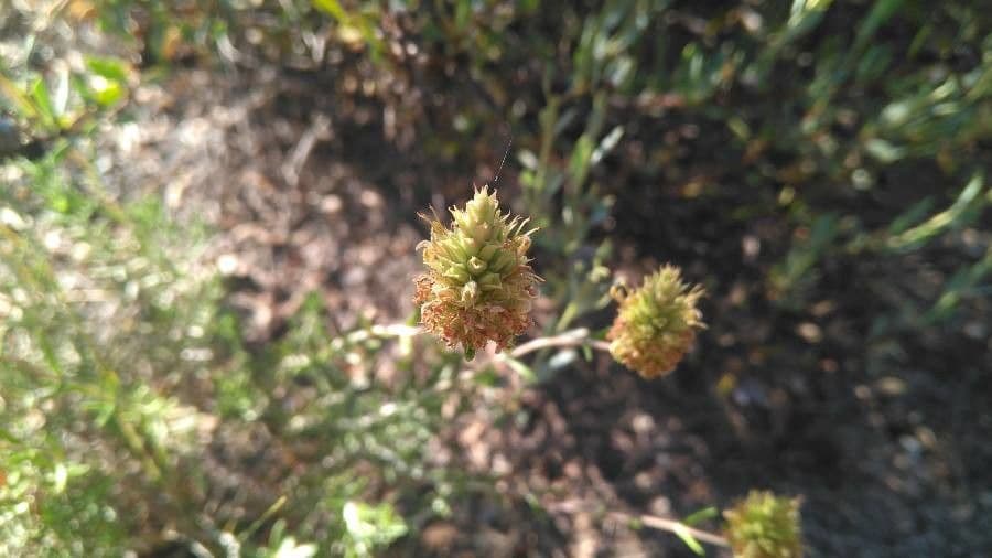 Teucrium 2