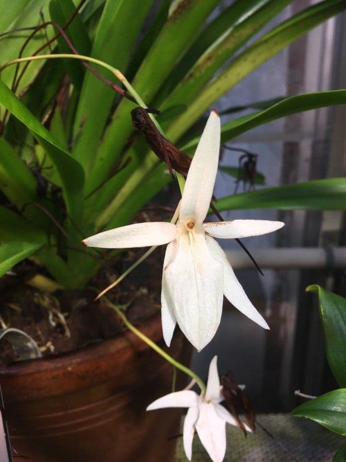 Jumellea
