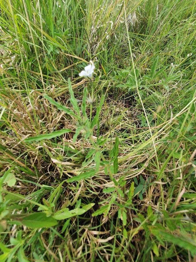Schmalblättrige Monsonia 13
