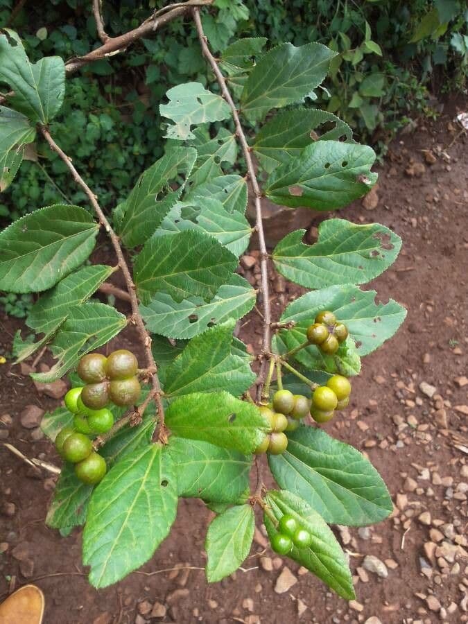 Grewia occidental 19