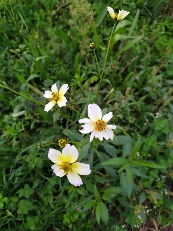 Bidens aurea 3
