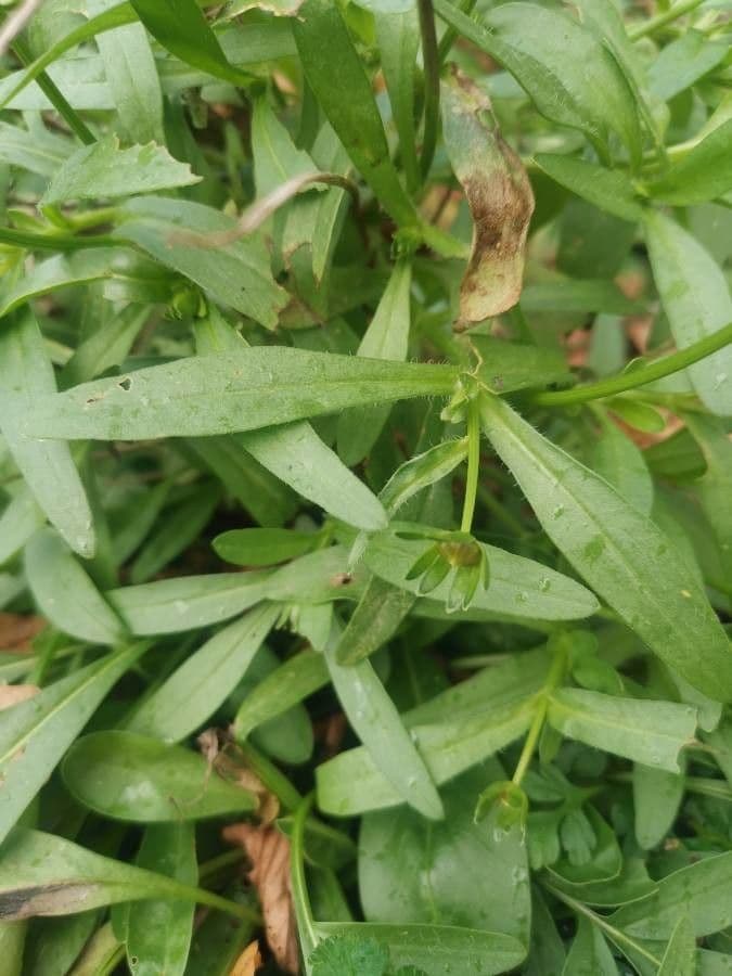 Coreopsis grandiflora 17