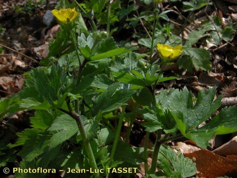 Jaskier kosmaty 27
