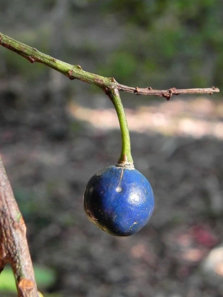 Elaeocarpus wąskolistny 2