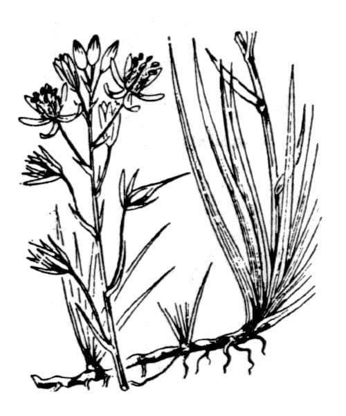 Narthecium 12