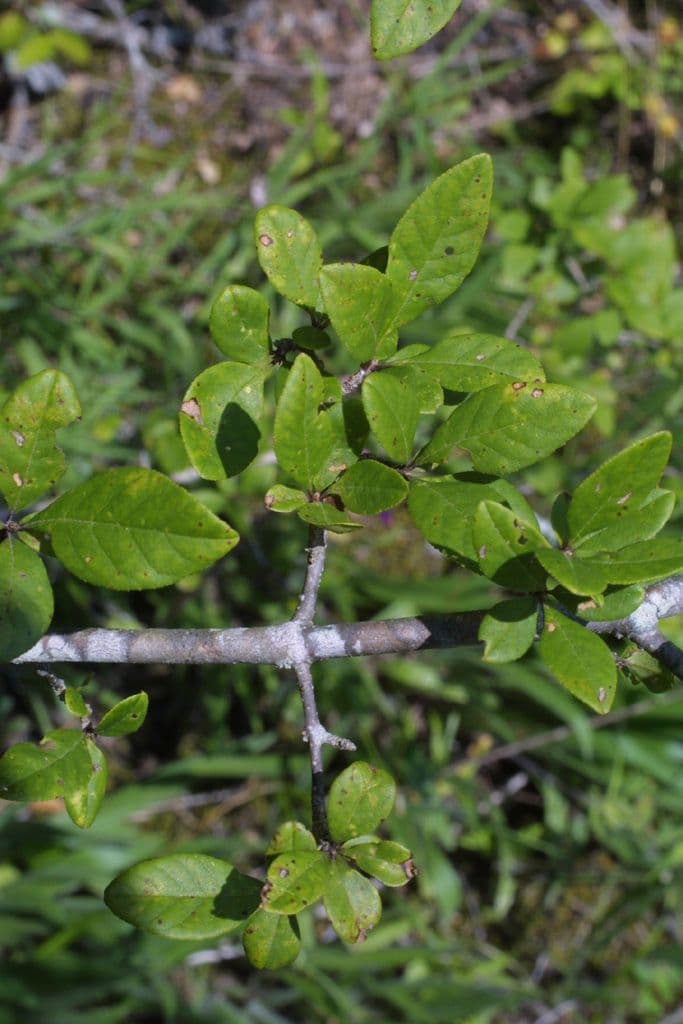 Forestiera ligustrina 4
