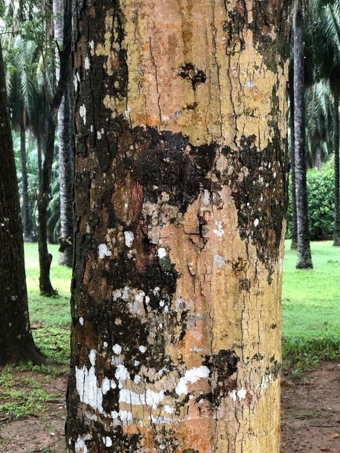 Elateriospermum tapos 12