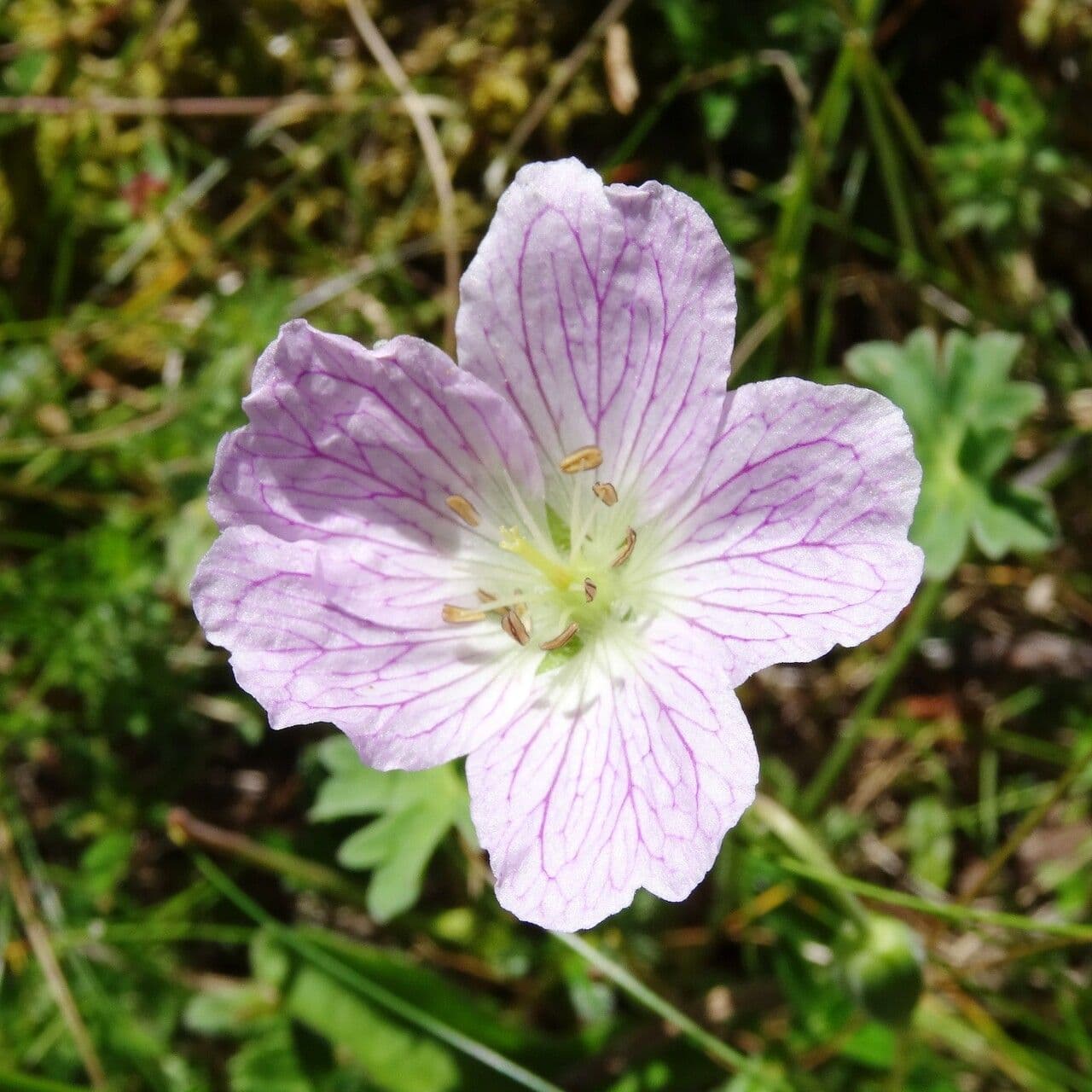 Grauer Storchschnabel 8