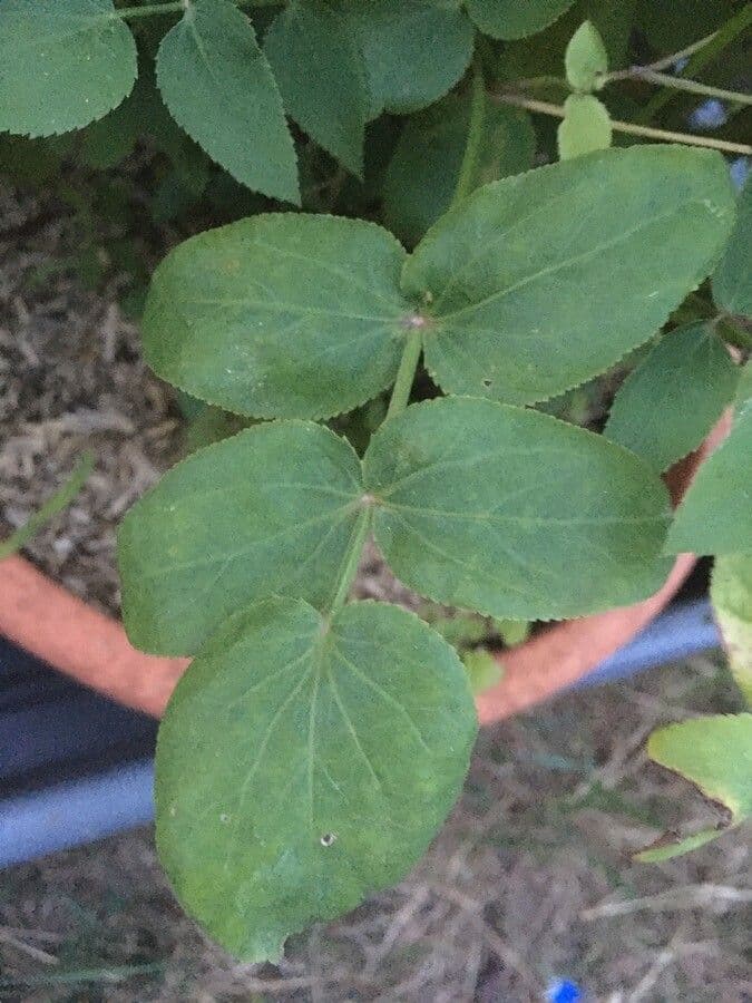 Celer svraštěný 12