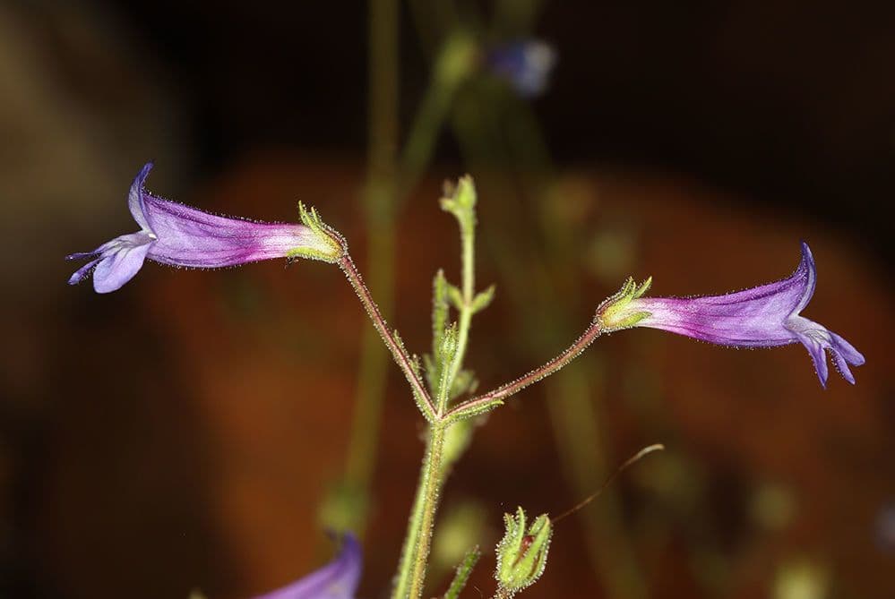 Fadenblättrige Bartblume 7