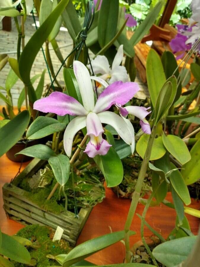 Cattleya viola 3
