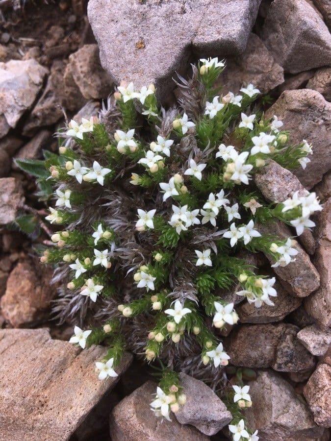 Rubiacea 4